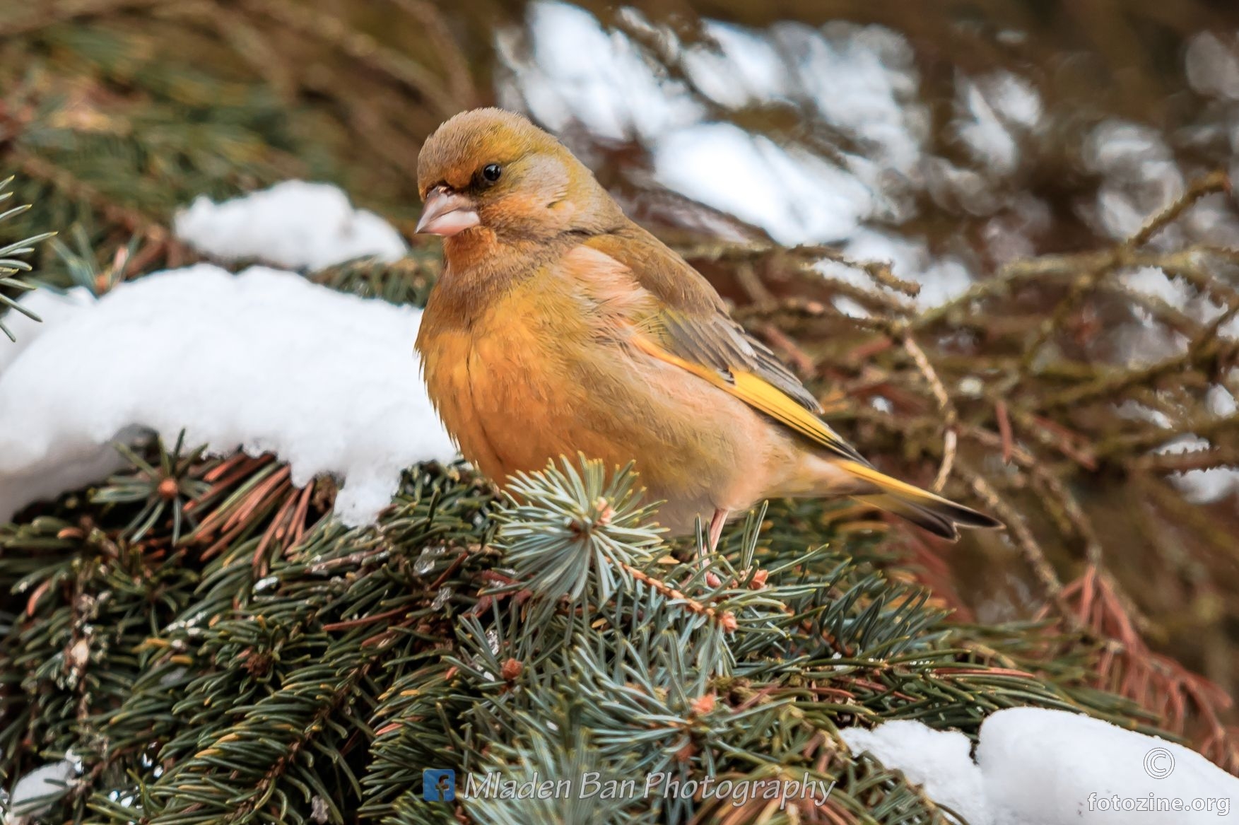 Zelendur, mužjak (Carduelis chloris, iz porodice zeba)