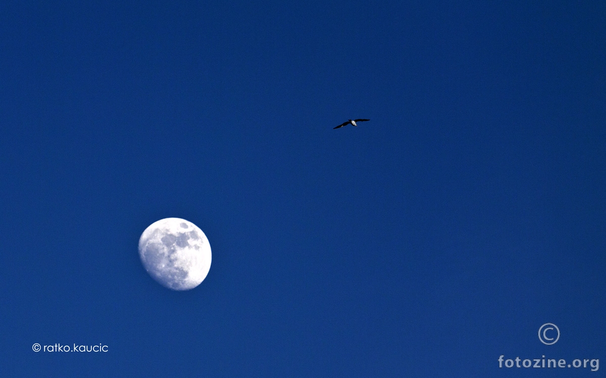 Fly me to the Moon