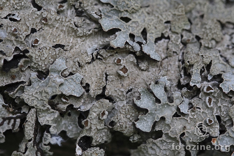 Parmelia sulcata