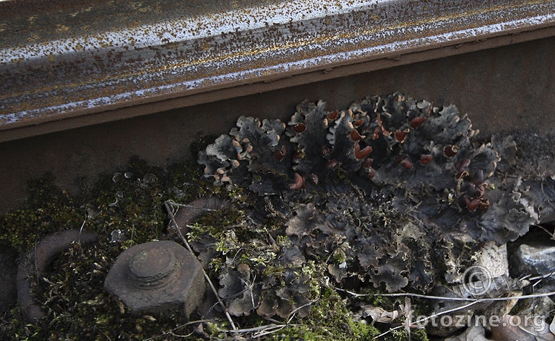 Peltigera polydactyla