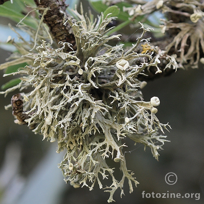 Ramalina calicaris