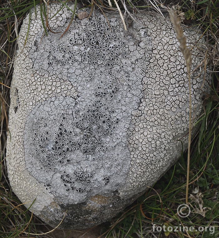 Tephromela atra & Ochrolechia parella