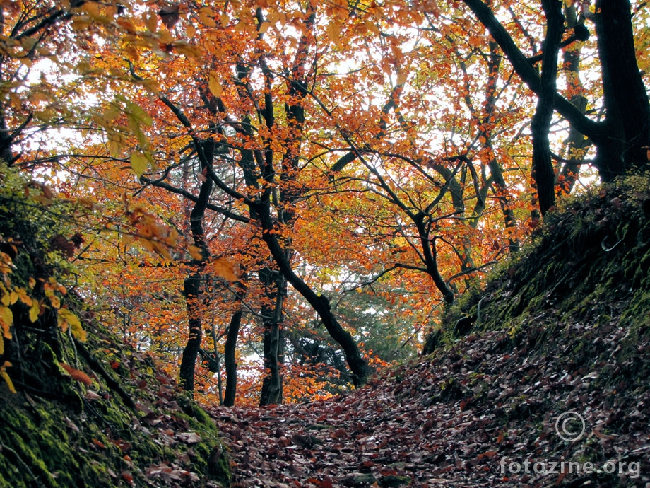 autumn road