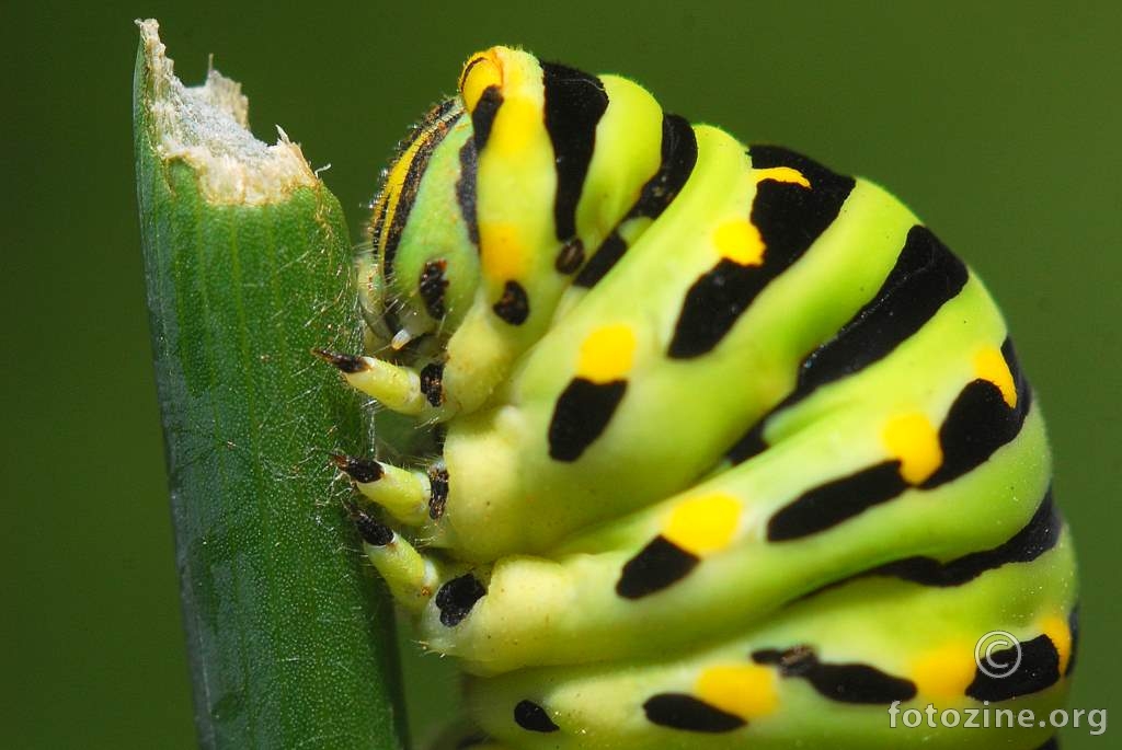 Lastin rep, Papilio machaon