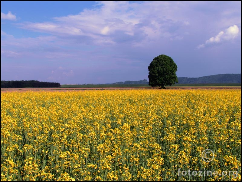 more žutila