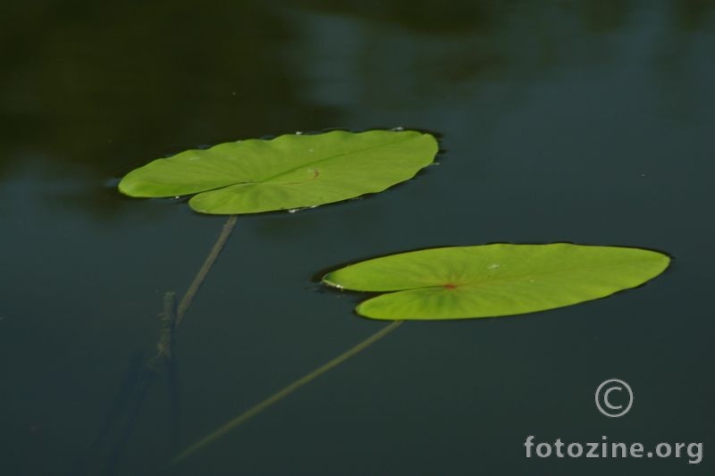 zeleni otoci