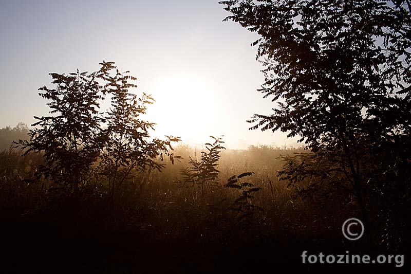 FoggyLookTroughTreess