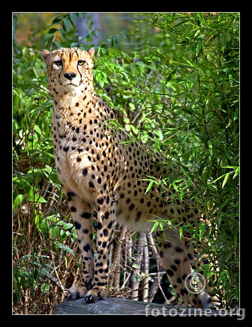 Gepard