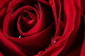 Red rose