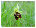 Ophrys holoser…