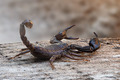 Euscorpius ita…