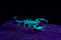 Euscorpius ita…