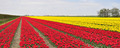 Tulpenveld