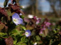 Blue flower