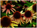 decay colorit