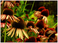 decay colorit