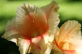 Gladiola