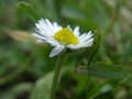 ivančica