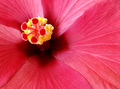 Hibiscus 2