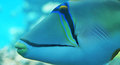 Triggerfish [c…