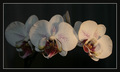 Phalenopsis