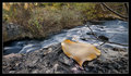 Giant Leaf