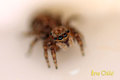 Jumping spider