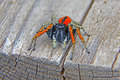 Jumping spider