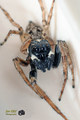 Jumping spider