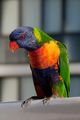 Lorikeet