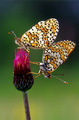 Melitaea sp.