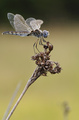 Orthetrum brun…