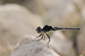 Orthetrum brun…