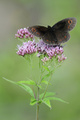 Erebia sp.