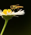 hoverfly