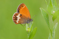 Coenonympha ar…