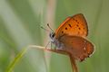 Lycaena virgau…