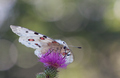 Parnassius apo…