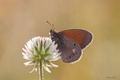 Coenonympha gl…