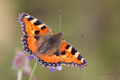 Aglais urticae…