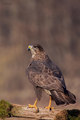 škanjac (buteo…