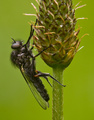 robberfly