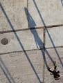 walking shadow