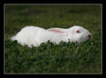 Lepus