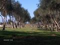 Olive grove