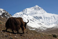 Yak i Everest