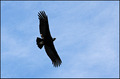 Andean Condor