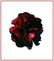 Blood Red Rose