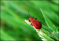 red bug