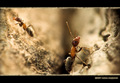 Ant Empire